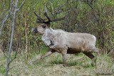 Renna-Reindeer (Rangifer rangifer)