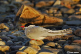 Sterna artica-Arctic Tern (Sterna paradisaea)