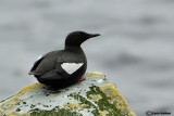 Uria nera- Black Guillemot(Cepphus grylle)
