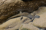 Euprotto dei Pirenei-Pyrenean Brook Newt (Euproctus asper)