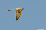 Gheppio -Eurasian Kestrel (Falco tinnunculus)