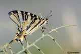 Iphiclides feisthamelii