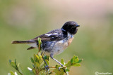 Saltimpalo- European Stonechat(Saxicola rubicola)