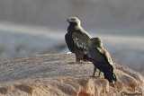 Aquila imperiale (Aquila heliaca) & Aquila anatraia minore (Aquila pomarina )