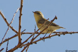 Canapino pallido-Eastern Olivaceous Warbler (Hippolais pallida)