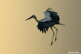 Cicogna bianca- White Stork (Ciconia ciconia)