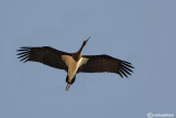 Cicogna nera-Black Stork (Ciconia nigra)