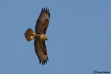 Poiana steppe (Buteo buteo vulpinus)