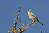 Codinero- Blackstart(Cercomela melanura)