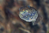 Rana temporaria- Common Frog (Rana temporaria)