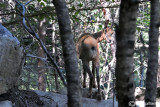 Camoscio dei Pirenei-Pyrenean Chamois (Rupicapra pyrenaica pyrenaica