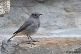 Codirosso spazzacamino-Black Redstart (Phoenicurus ochruros)