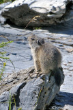 Marmotta-Alpine marmot (Marmota marmota)