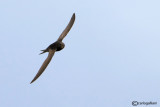 Rondone- Common Swift (Apus apus)