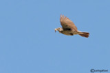 Spioncello-Water Pipit (Anthus spinoletta)
