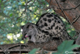 # Genetta-Genet (Genetta genetta)