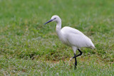 Garzetta- Little Egret (Egretta garzetta)