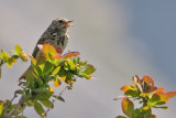 Prispolone-Tree Pipit (Anthus trivialis)