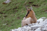 Camoscio appenninico- Apennine Chamois (Rupicapra pyrenaica ornata)