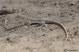 Acanthodactylus opheodurus