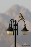 Gheppio (Falco tinnunculus)