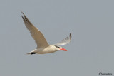 Sterna maggiore-Caspian Tern (Sterna caspia)