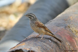 Zigolo delle case- House Bunting (Emberiza striolata)