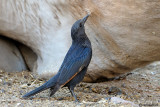 Storno di Tristram-Tristram's Starling (Onychognathus tristramii)