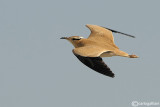 Corrione biondo-Cream-colored Courser (Cursorius cursor)