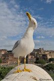 Gabbiano reale & Roma