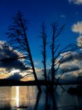 Trees Midnight Blue.jpg