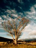 Blue sky Midnight Glow small.jpg