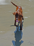 Rudhi's First Day at the Seaside