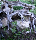 Rockin' Roots