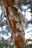 Weathered Juniper Bark