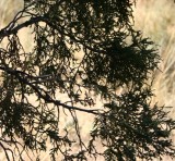 Rocky Mountain Juniper--from the Inside