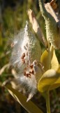 Showy Milkweed