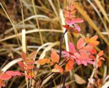 Woods's Rose