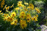 Arrowleaf Balsamroot