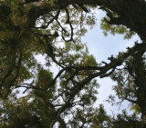 Upward from Under a Juniper