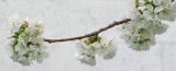 Cherry Blossoms