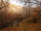 A Mink Creek Copse