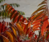 Staghorn Sumac in Bengal Colors