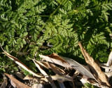 Poison-hemlock