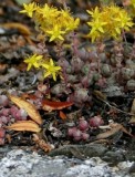 Sedum amid Cercocarpus