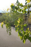 Cottonwood Ornamented