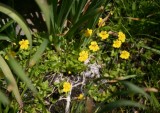 Mimulus