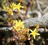 Sedum