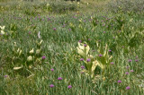 A meadow of onions!