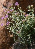 Monardella odoratissima Benth.